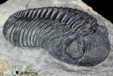 Prone Pedinopariops Trilobite - Beautiful Shell & Eyes #86899-3